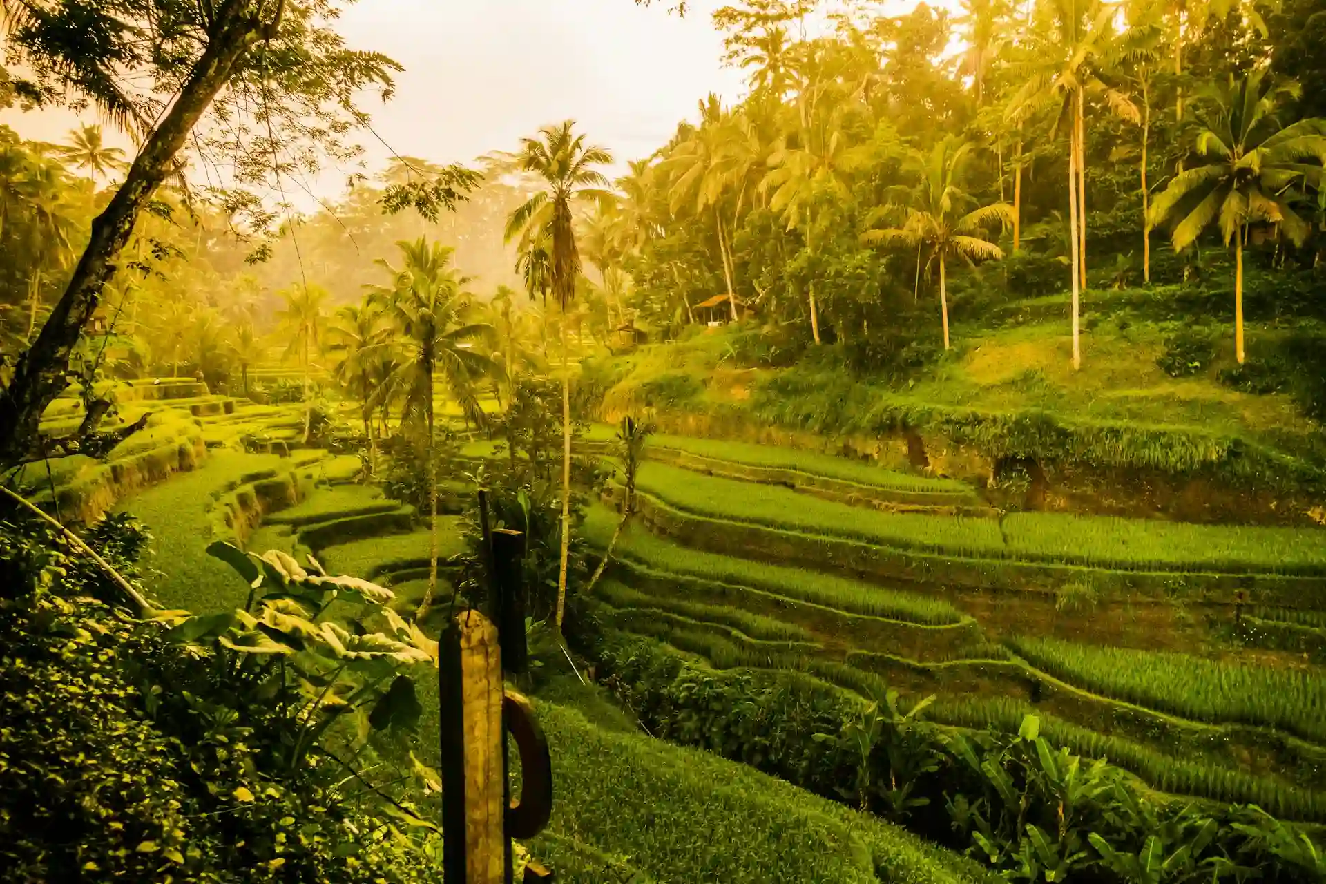 Ubud Area Guide for First-Time Visitors