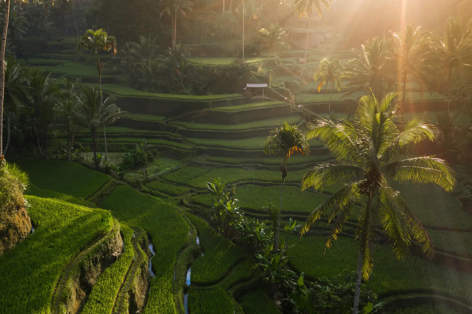 Explore Ubud with Semat Travel Semat Travel Destination - Ubud